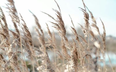 Les 3 piliers de la croissance personnelle